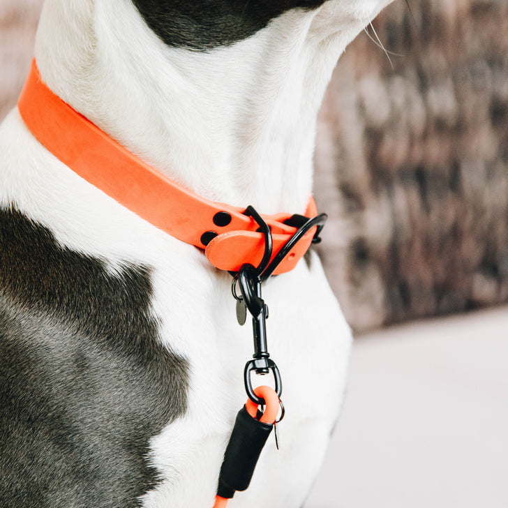 product shot image of the Dog Collar Soft Rubber - Orange