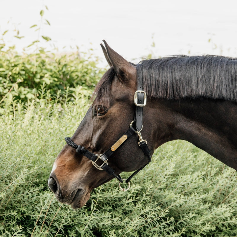 Control Halter - Black