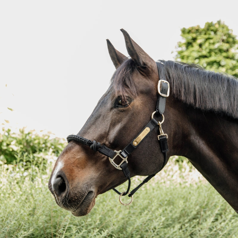 Control Halter - Black