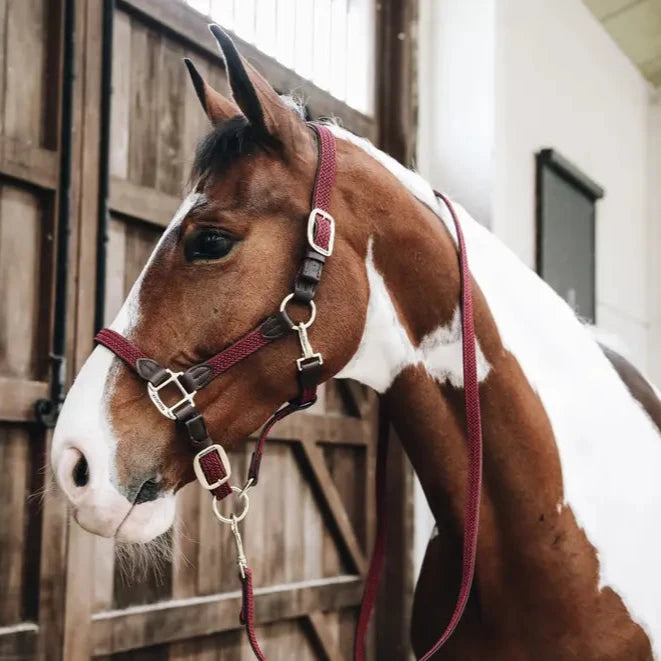 Plaited Nylon Headcollar - Burgundy