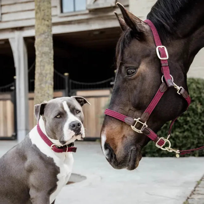 Plaited Nylon Headcollar - Burgundy