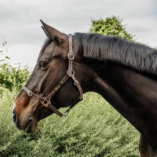 Leather Headcollar Flexible - Brown