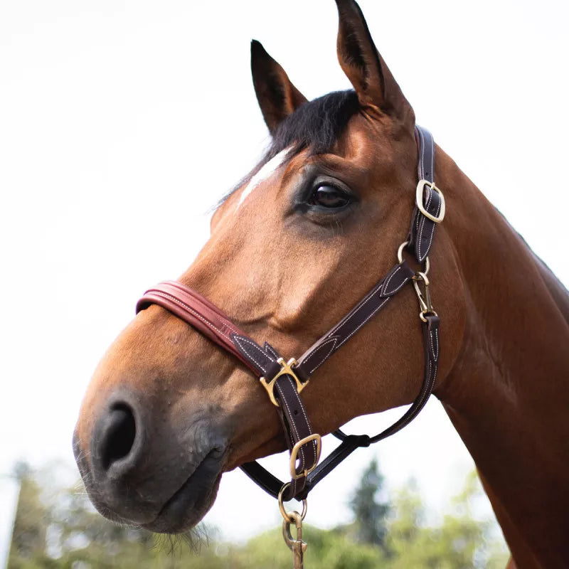 Leather Headcollar