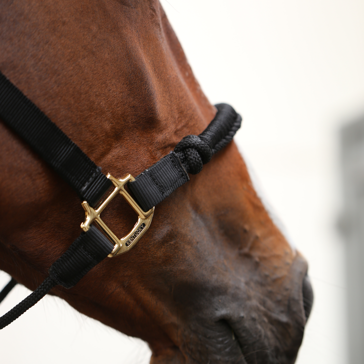 product shot image of the Control Headcollar - Black