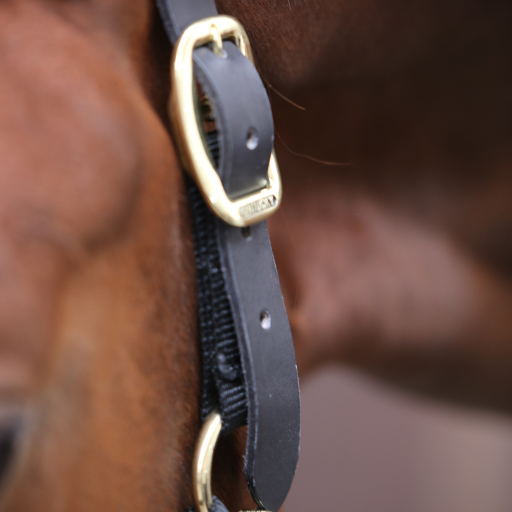 product shot image of the Control Headcollar - Black