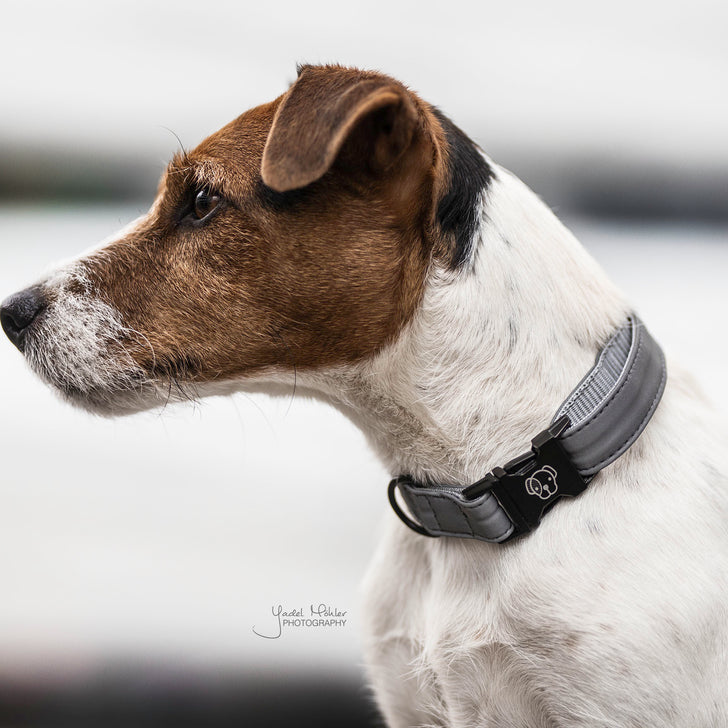 product shot image of the Dog Collar Reflective