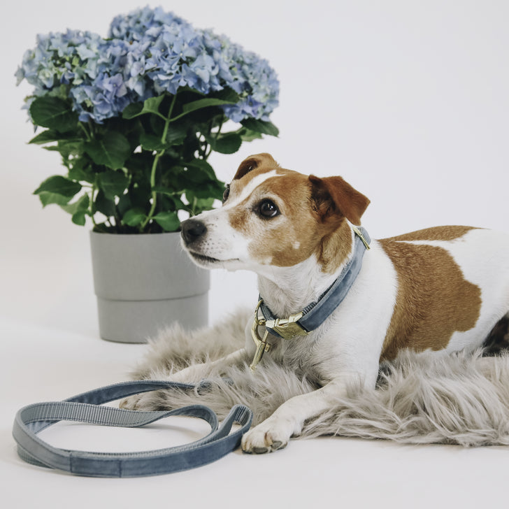 product shot image of the Dog Lead Velvet 120cm - Light Blue